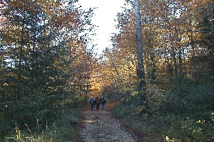 La route est longue en for&ecirc;t  Proven&ccedil;ale.