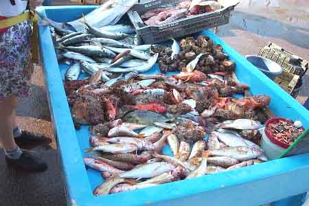 Arrivage vieux port. Photo Jean Macary